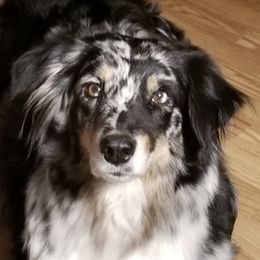 Faith - Australian Shepherd