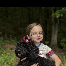 Aussiedoodle, Bernedoodle, Cockapoo, and Miniature Australian Shepherd All Grown Up from Jam's Doodles And Poodles