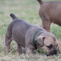 Green - Brown male Boerboel puppy in Shawnee, Oklahoma from TXT Boerboels
