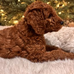 Goldendoodle Puppies from Oswego Doodles LLC