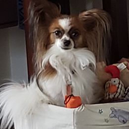 Patches - Papillon