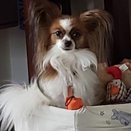 Patches - Papillon