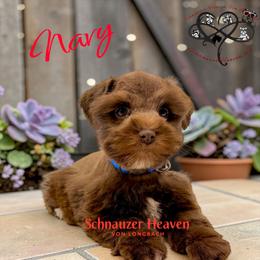 Navy AKC - Liver male Miniature Schnauzer puppy in Pelzer, South Carolina from Schnauzer Heaven Von Longbach