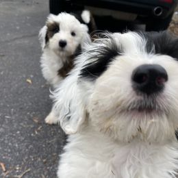 Sheepadoodle Puppies from River City Doodles TN