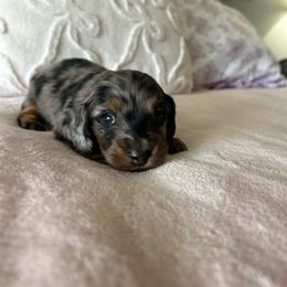 Girl 1 - Dapple female Dachshund puppy in Temecula, California from Naomi Magee's Dachshund Kennel