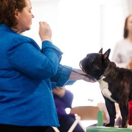 French Bulldogs from Encore French Bulldogs