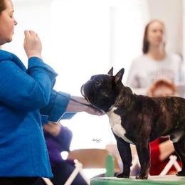 French Bulldogs from Encore French Bulldogs