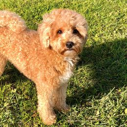 Cavapoo and Pomsky All Grown Up from Hatz Off Puppies