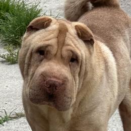 Mick - Chinese Shar-Pei