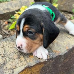 Iggy - Black white and tan male Beagle puppy in Rogersville, Missouri from Hales Little Beagle Haven