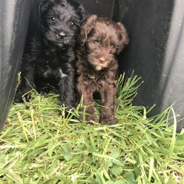 Schnoodle Puppies from RR Schnoodles