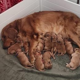 Purple collar - Dark golden female Golden Retriever puppy in Boulder, Montana from Sharee's Golden Retrievers