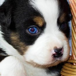 Australian Shepherds from WyldNFree Aussies