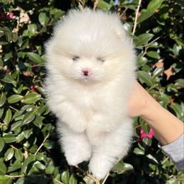Daisy - Cream female Pomeranian puppy in Hot Springs, Arkansas from Pomeranian Empire