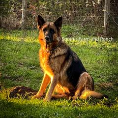 Eve Squires - German Shepherd