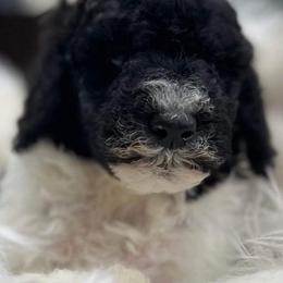 Goldendoodle and Poodle Puppies from Elizabeth Rocha's Doodles