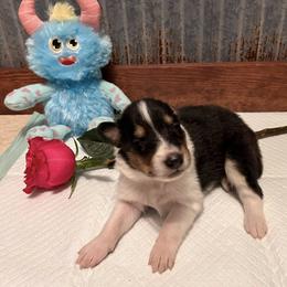 Collie Puppies from A/K Rough Collies