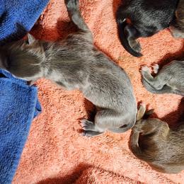 Female 3 - Blue female German Shepherd puppy in Los Lunas, New Mexico from Mali's German Shepherds