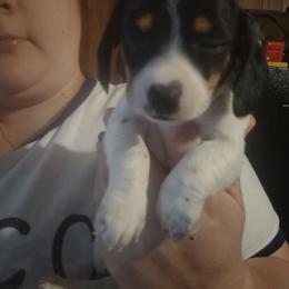 Dachshund and Poodle Puppies from Norman's Mini doxies