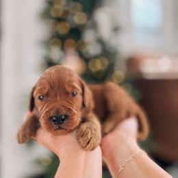 Lucky - Red  male Goldendoodle puppy in Cookeville, Tennessee from Gravelle Family Farm