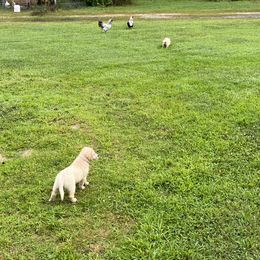 Golden Retriever Puppies from Mia Ragazza Golden Retrievers