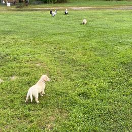 Golden Retriever Puppies from Mia Ragazza Golden Retrievers