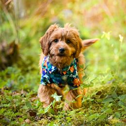 Cavapoo, Cockapoo, Double Doodle, and Poodle Puppies from Heavenly Puppies to Love