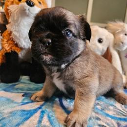 Harvey (FLUFFY) - Fawn brindle and white male French Bulldog puppy in Bend, Oregon from High Lakes Frenchies