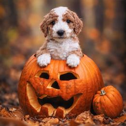 Dexter jr - Red  male Goldendoodle puppy in Roseburg, Oregon from Dbos Furry Friends