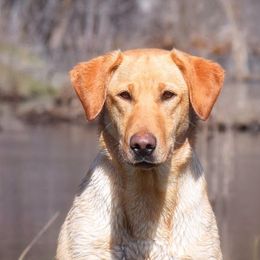 Molly - Labrador Retriever