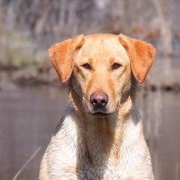 Molly - Labrador Retriever