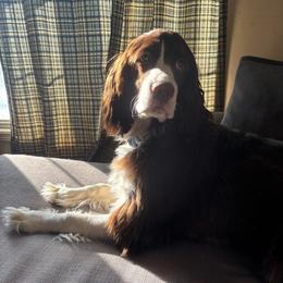 Shadow - Liver and white male English Springer Spaniel puppy in Knoxville, Maryland from Shay-Dee Springers
