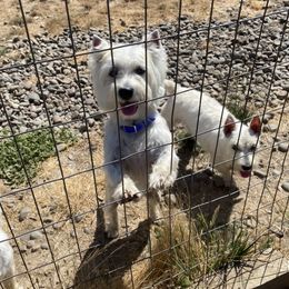 Rudi - West Highland White Terrier