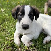 Windsprite Puppies from Prairie Fire Windsprites