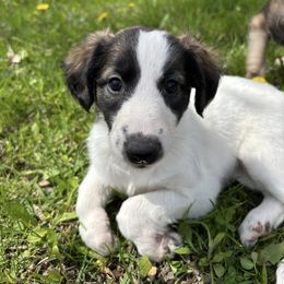 Windsprite Puppies from Prairie Fire Windsprites