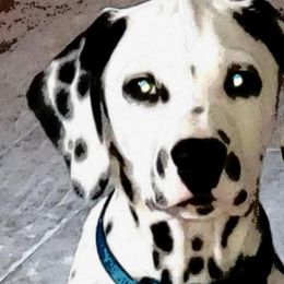 Dalmatians from Rock Valley Dals