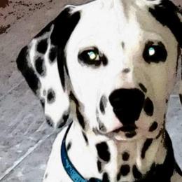 Dalmatians from Rock Valley Dals
