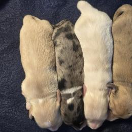 Dachshund Puppies from Mel's LowRider Ranch