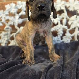 Peeves - Brindle male Great Dane puppy in Arlington, Texas from Scoober Danes