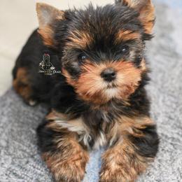 Yorkshire Terrier Puppies from Essence of Grace Yorkies