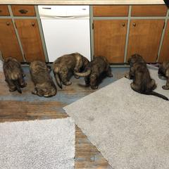 Leonberger Puppies from Tipping Point Leonbergers