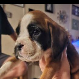 Boxer and Shih Tzu Puppies from L&L European Boxers and Shih Tzus