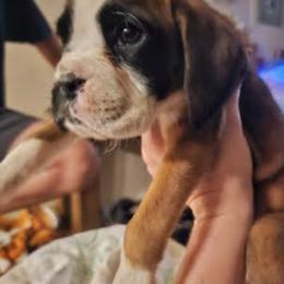 Boxer and Shih Tzu Puppies from L&L European Boxers and Shih Tzus