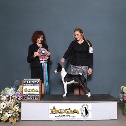 Bridget - Basenji