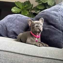 Ross - Blue female French Bulldog puppy in Bolingbrook, Illinois from Yara the Frenchie