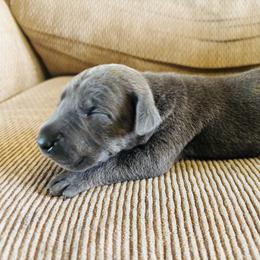 Blue male 1 - Blue male Great Dane puppy in Devine, Texas from Texas Devine Danes & Aussies