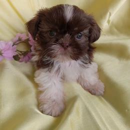Heaven - Liver and white female Shih Tzu puppy in Sulpher Springs, Texas from Pams Precious Shih Tzus