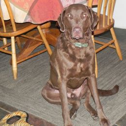 Chesapeake Bay Retriever All Grown Up from Wild Wood Chesapeakes