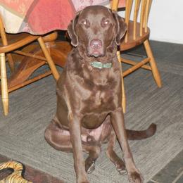 Chesapeake Bay Retriever All Grown Up from Wild Wood Chesapeakes