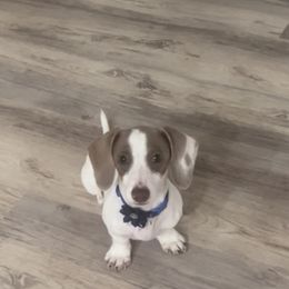 Rosie Lynn - Dachshund